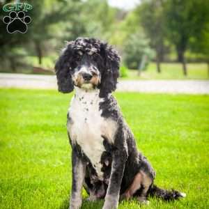 Layla, Mini Bernedoodle Puppy